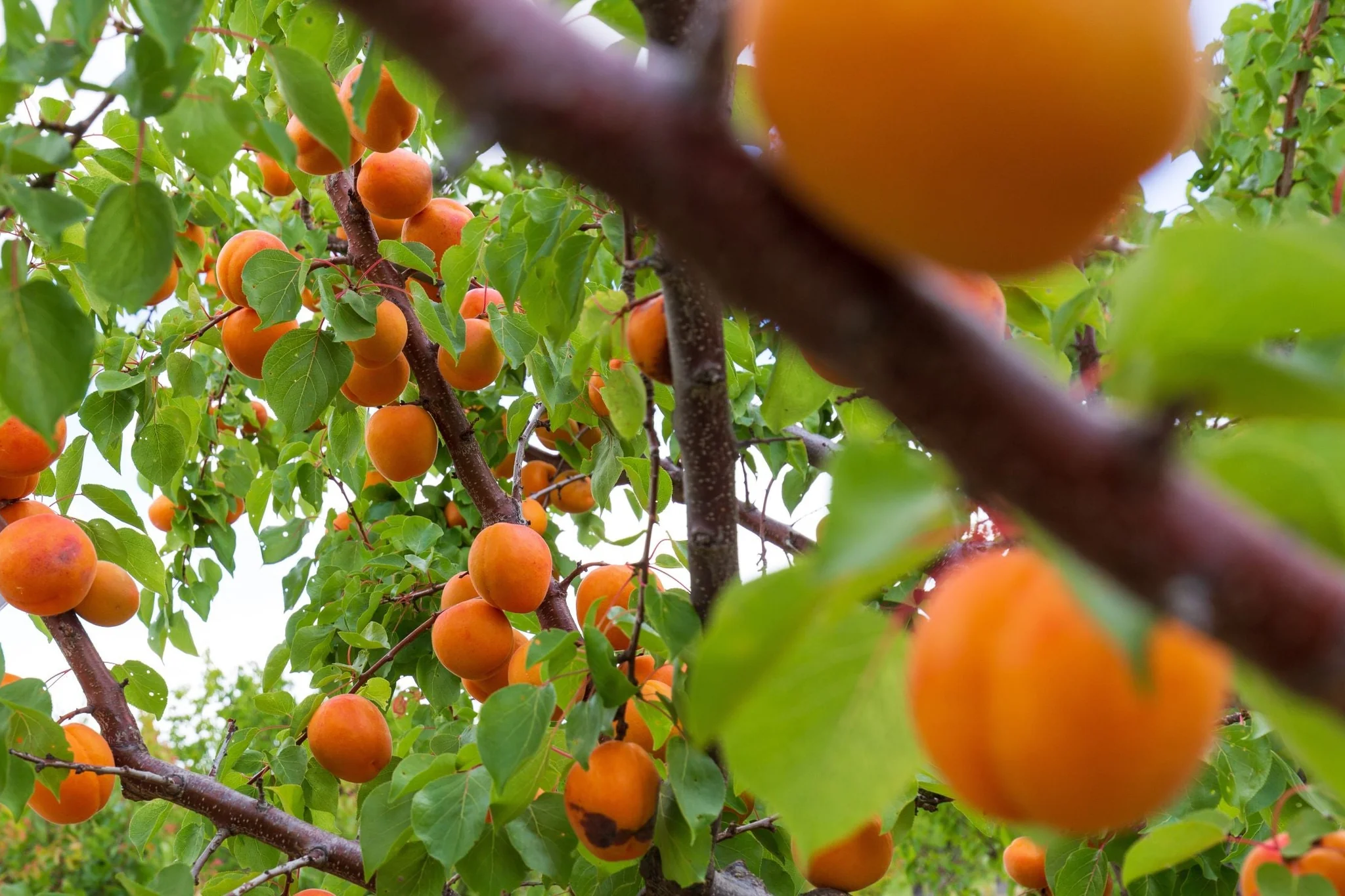 Sun-Ripened Organic California Fruit